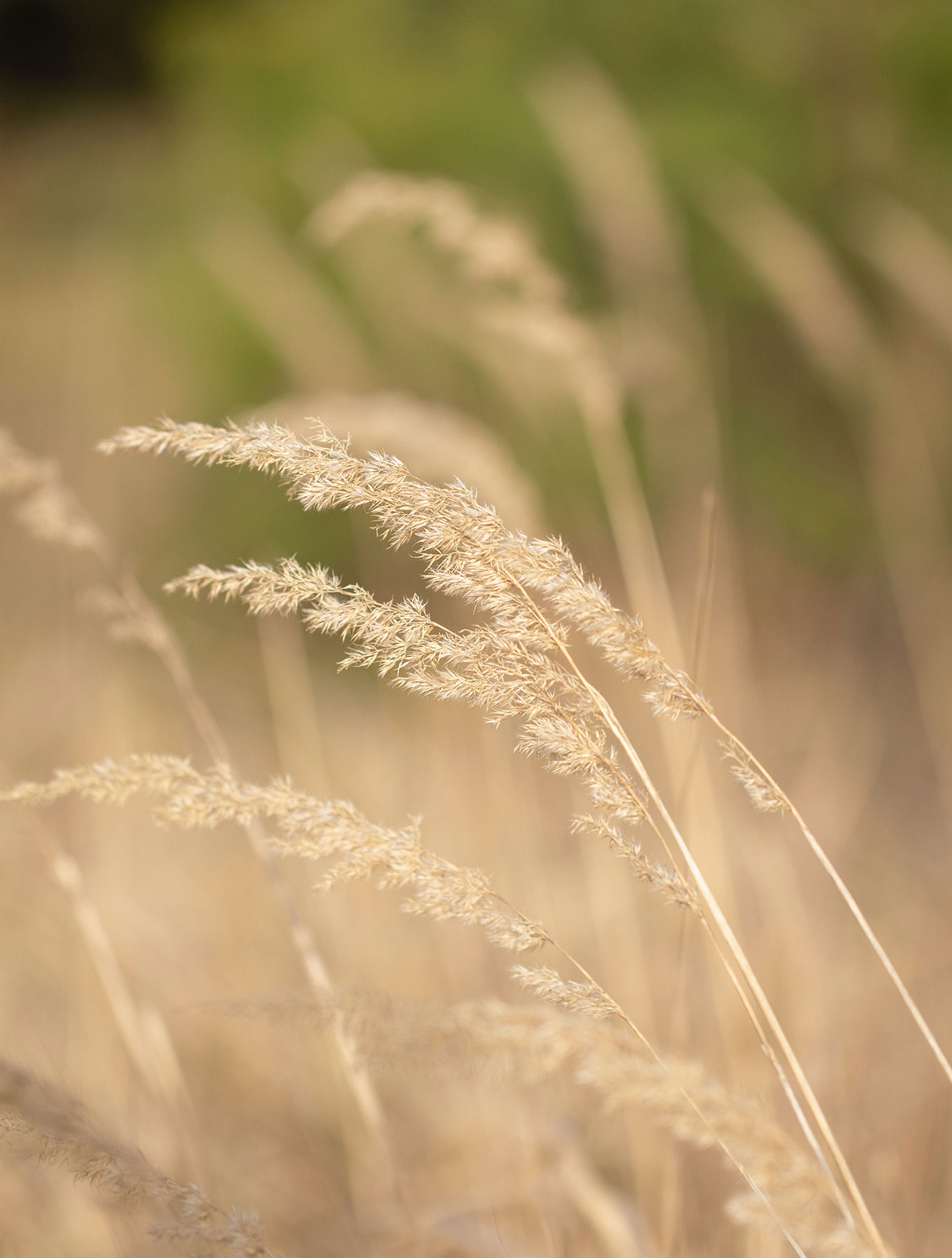 TEMPLATE---1410x1862-NATURE